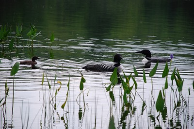 loons on pond