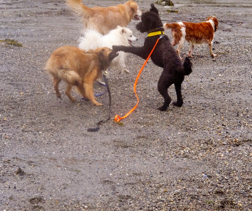 IMG 0240