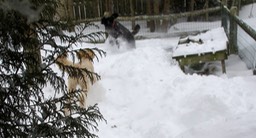 IMG_0454
