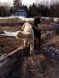 IMG_1335