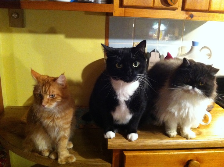 percee, tuck and mimi cats